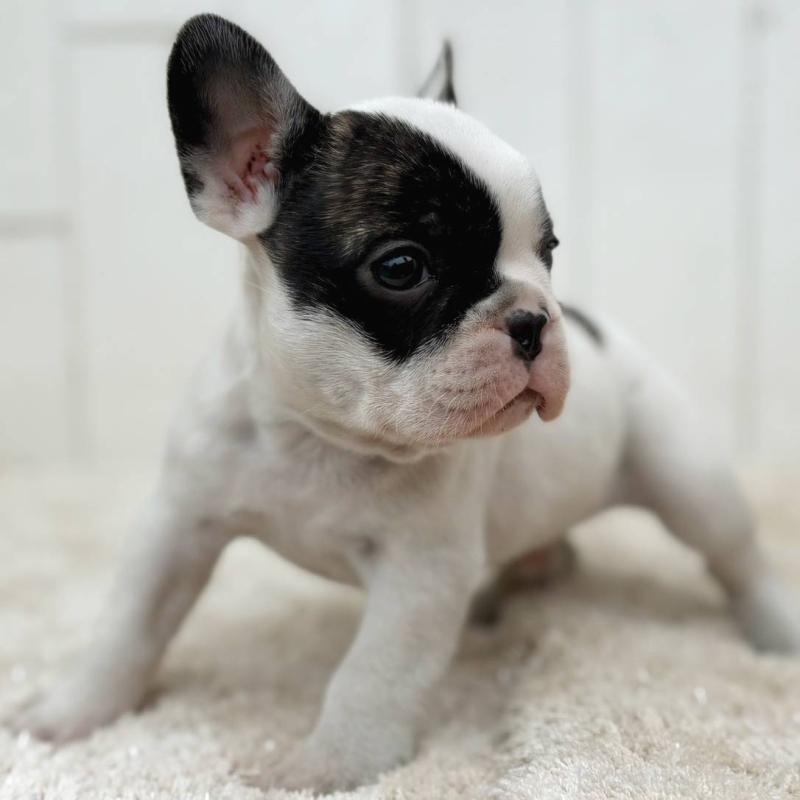 販売中の茨城県のフレンチブルドッグ-427475の4枚目