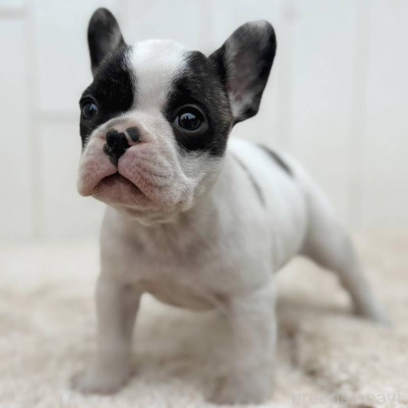 販売中の茨城県のフレンチブルドッグ-427475の3枚目