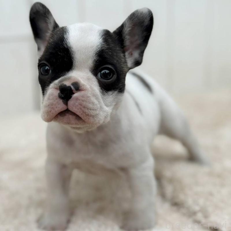 販売中の茨城県のフレンチブルドッグ-427475の2枚目