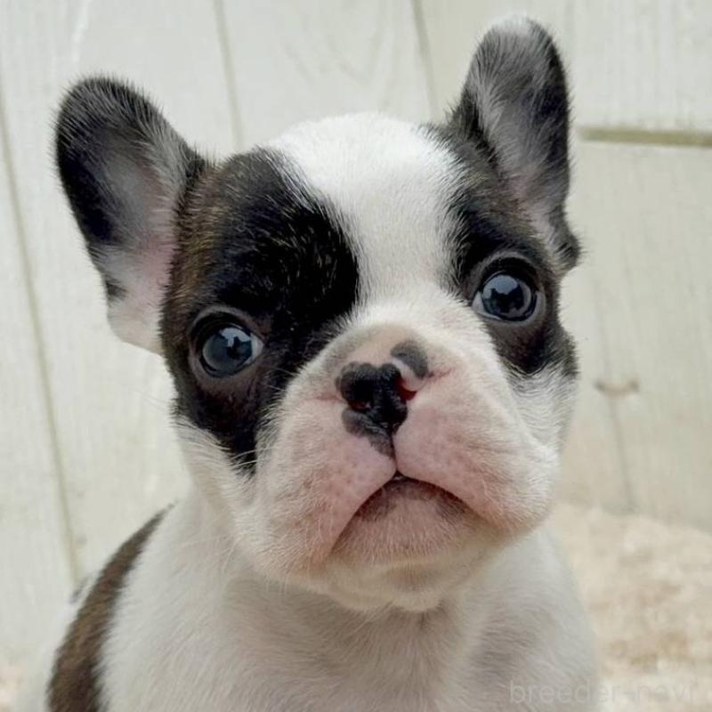 販売中の茨城県のフレンチブルドッグ-427475