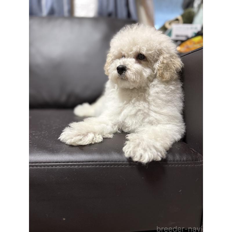 販売中の奈良県のミニチュアプードル-427156の2枚目