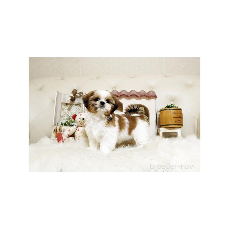 販売中の佐賀県のシーズー-435616の5枚目