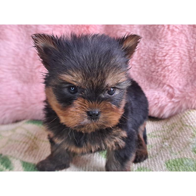 販売中の愛知県のヨークシャーテリア-429304