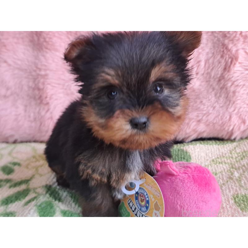 商談中の愛知県のヨークシャーテリア-429305の4枚目