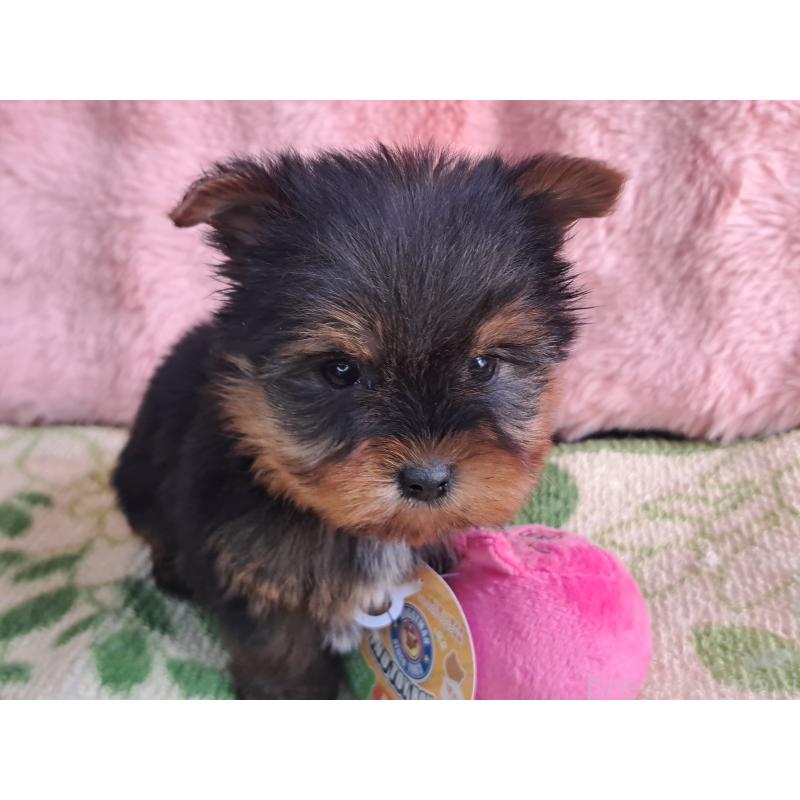 商談中の愛知県のヨークシャーテリア-429305