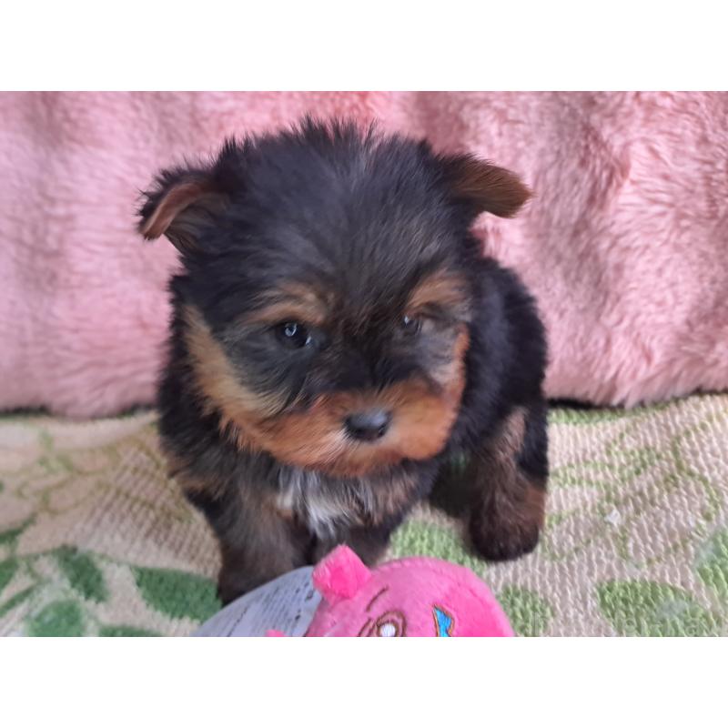 商談中の愛知県のヨークシャーテリア-429305の3枚目