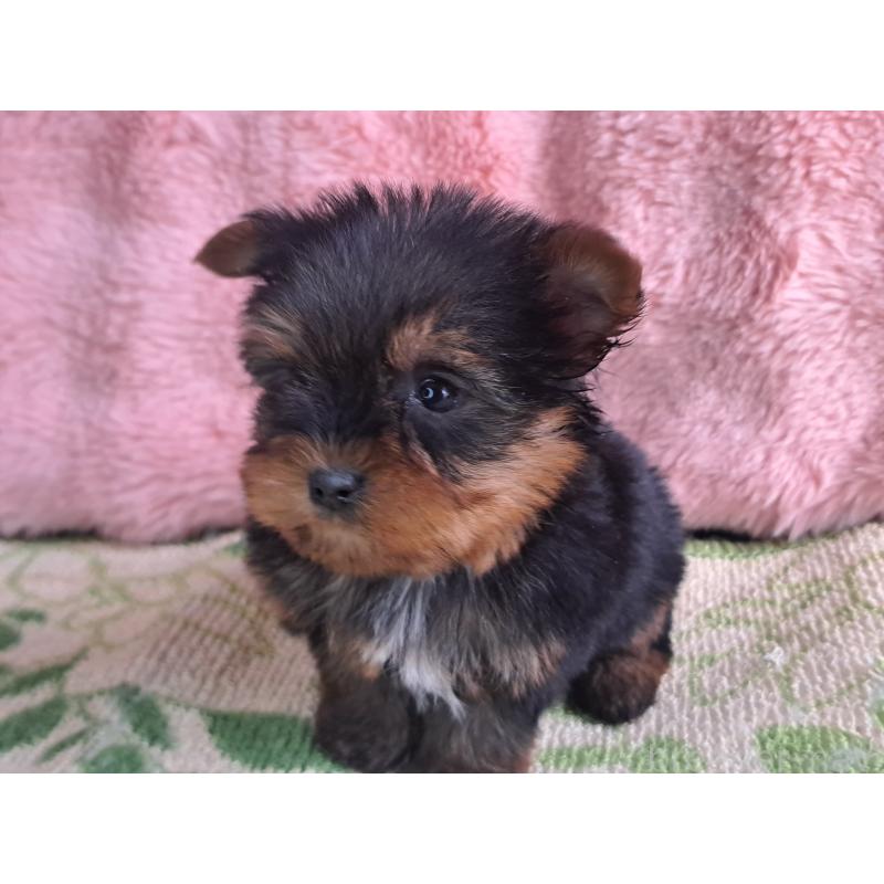 商談中の愛知県のヨークシャーテリア-429305の2枚目