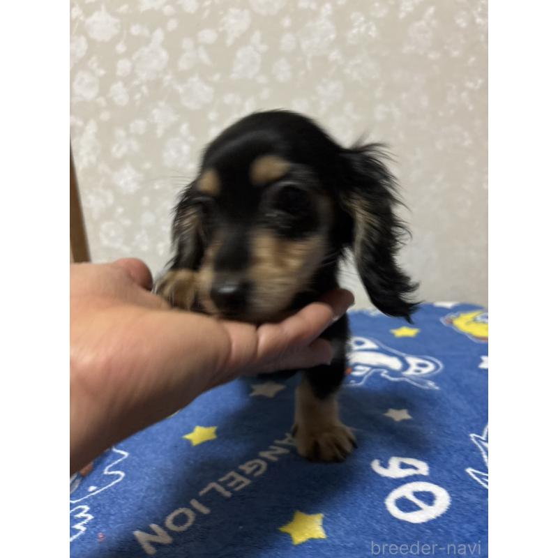 販売中の大分県のカニンヘンダックスフンド(ロングヘアード)-435617の6枚目