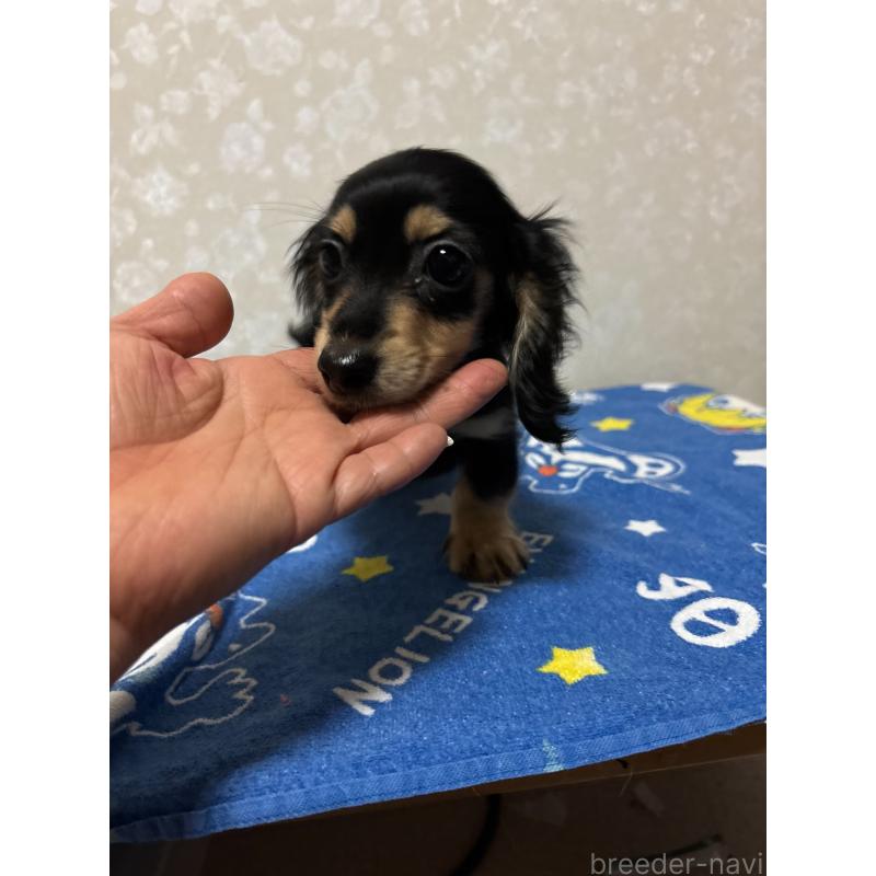 販売中の大分県のカニンヘンダックスフンド(ロングヘアード)-435617の5枚目