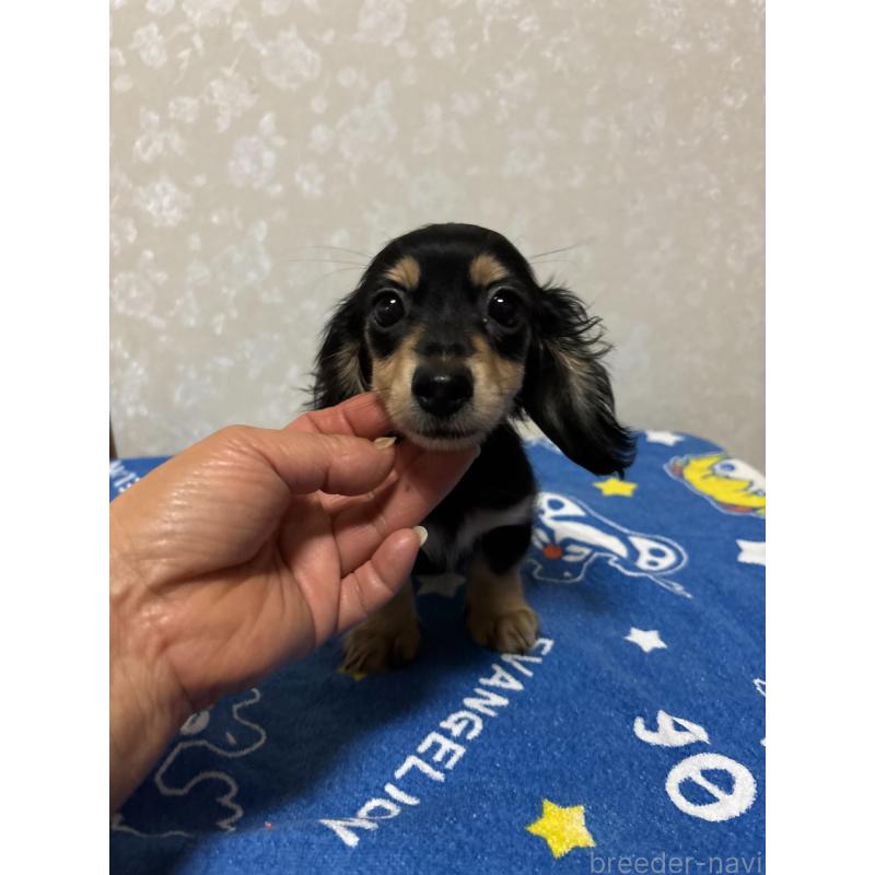 販売中の大分県のカニンヘンダックスフンド(ロングヘアード)-435617の4枚目