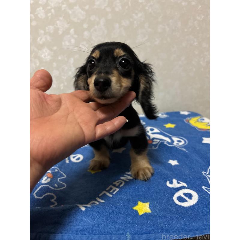 販売中の大分県のカニンヘンダックスフンド(ロングヘアード)-435617の3枚目