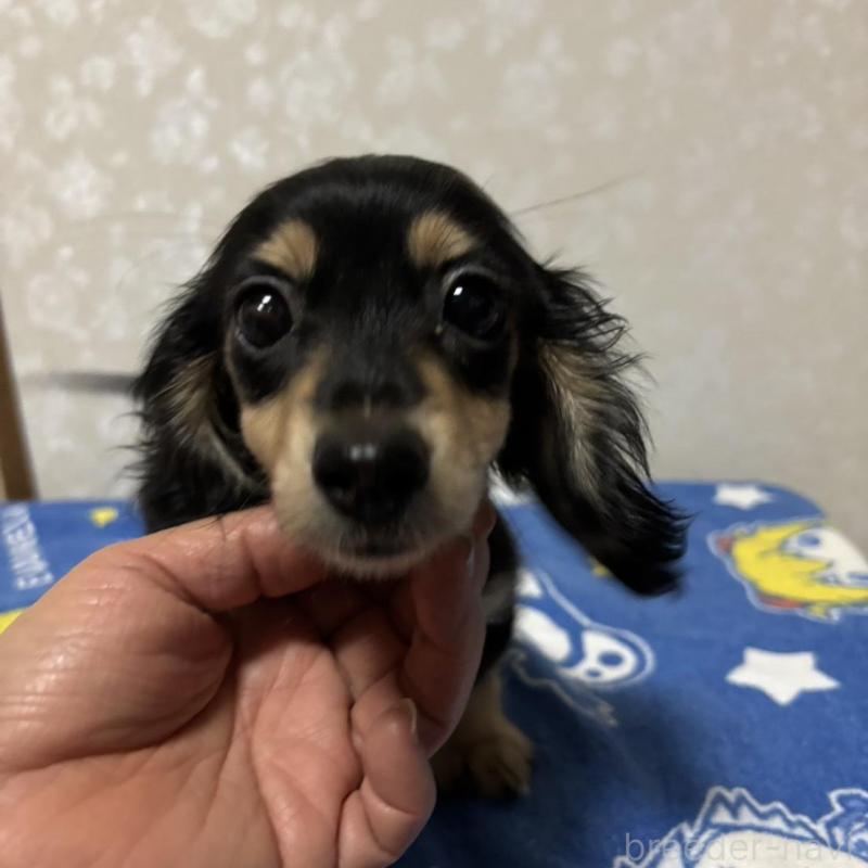 販売中の大分県のカニンヘンダックスフンド(ロングヘアード)-435617の1枚目