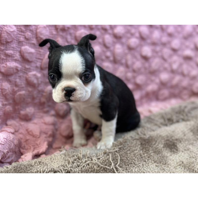 販売中の茨城県のボストンテリア-435618の16枚目