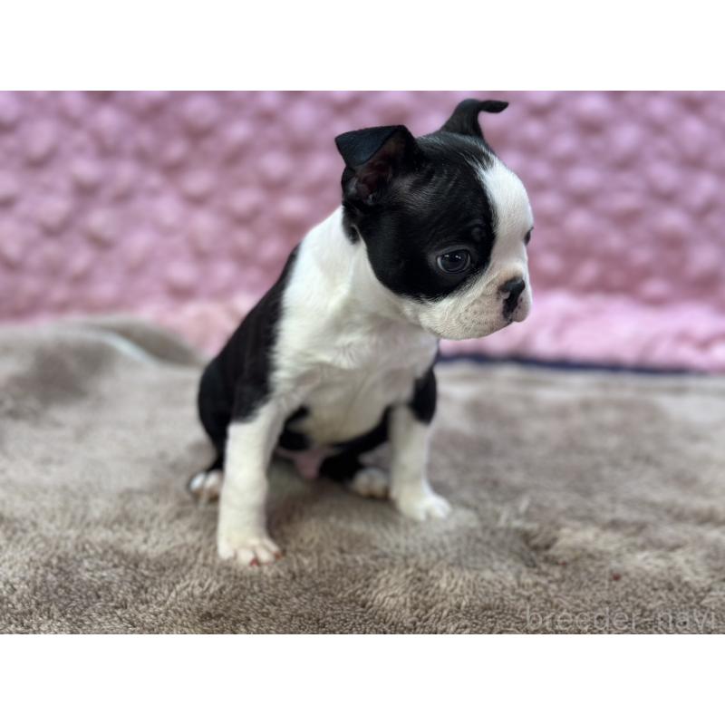 販売中の茨城県のボストンテリア-435618の15枚目