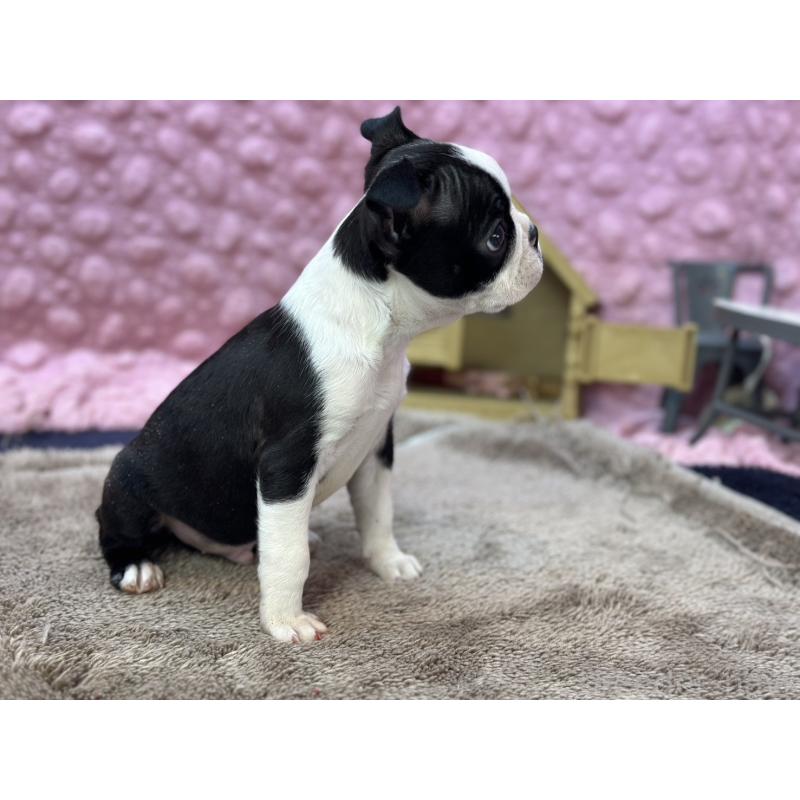 販売中の茨城県のボストンテリア-435618の14枚目