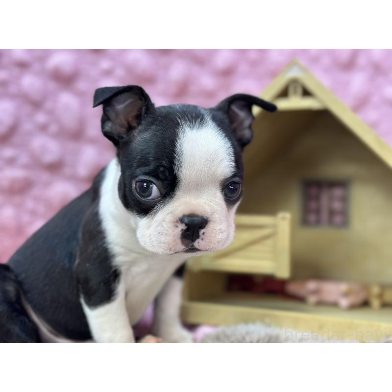 販売中の茨城県のボストンテリア-435618の13枚目