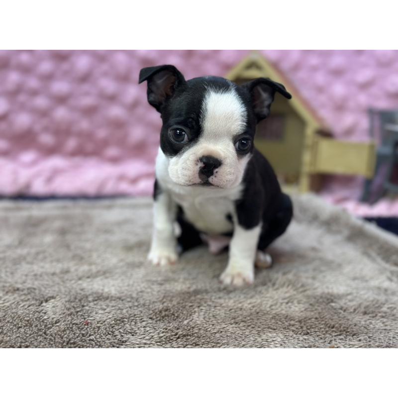 販売中の茨城県のボストンテリア-435618の12枚目