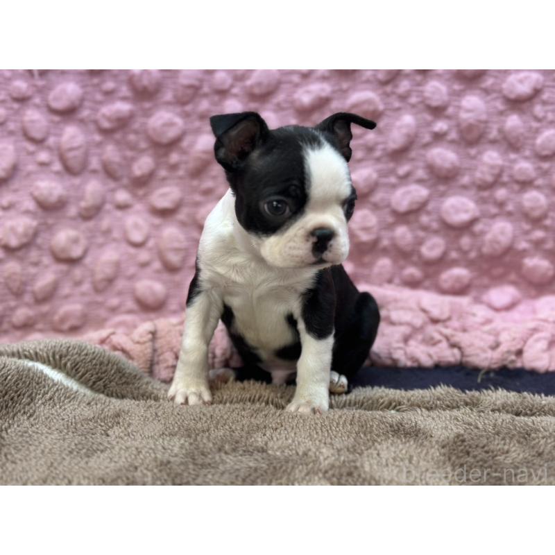 販売中の茨城県のボストンテリア-435618の11枚目