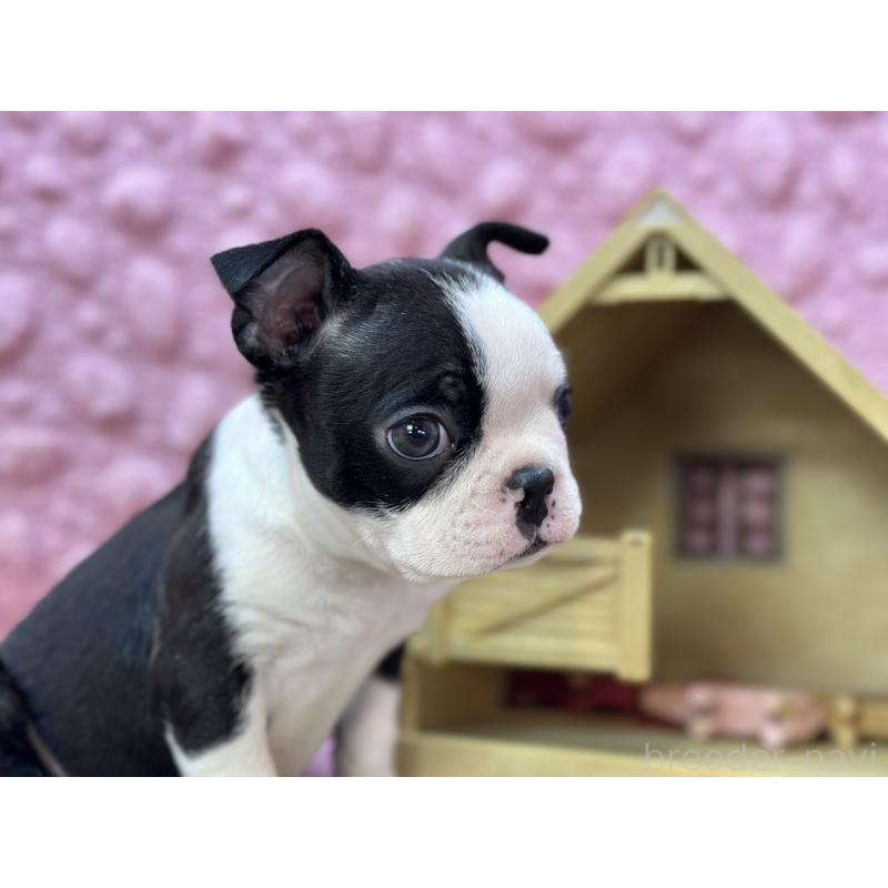 販売中の茨城県のボストンテリア-435618の10枚目