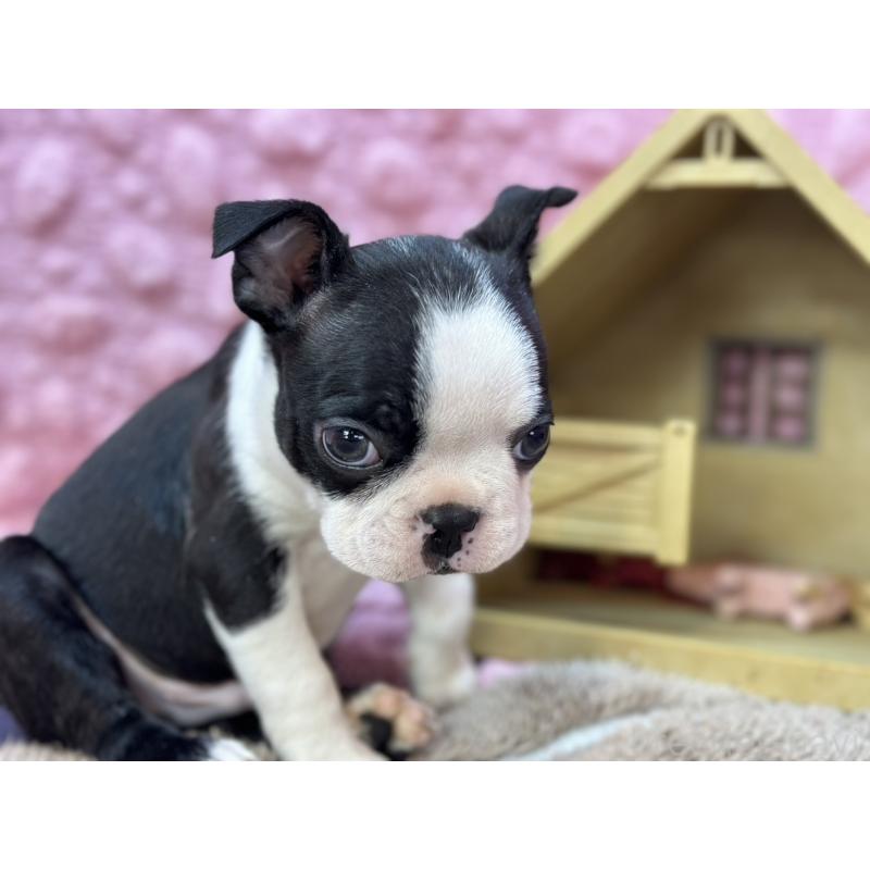 販売中の茨城県のボストンテリア-435618の9枚目