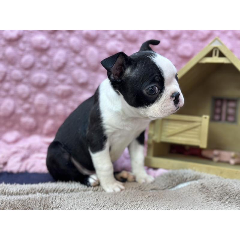 販売中の茨城県のボストンテリア-435618の8枚目