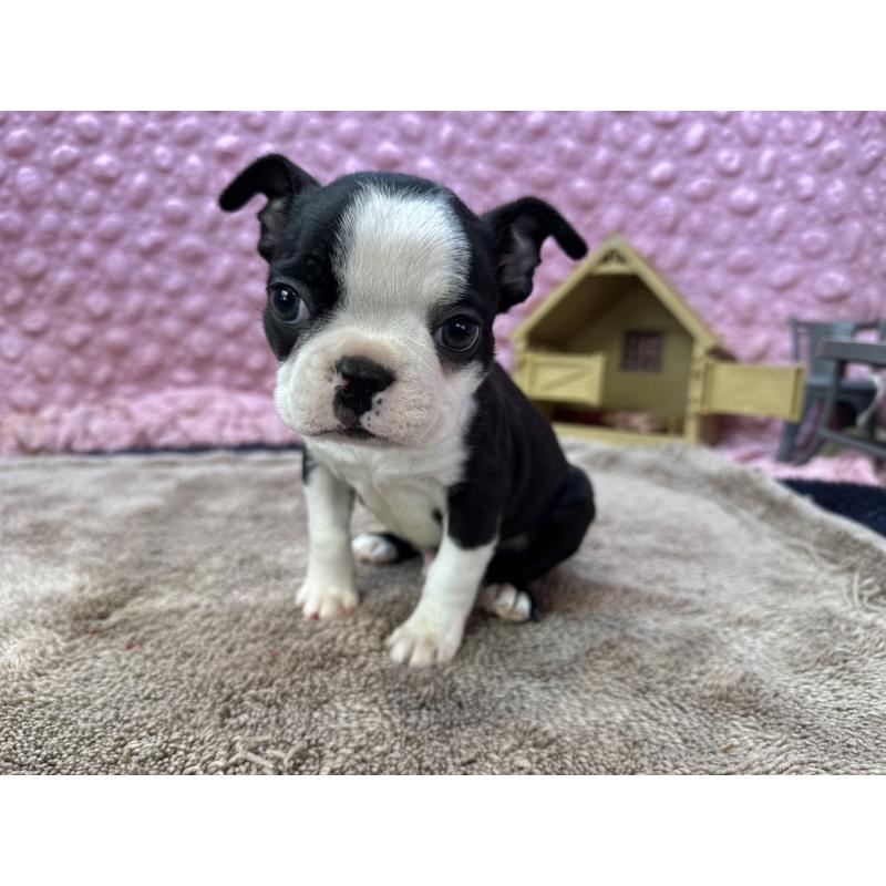 販売中の茨城県のボストンテリア-435618の7枚目