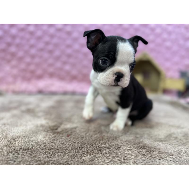 販売中の茨城県のボストンテリア-435618の6枚目