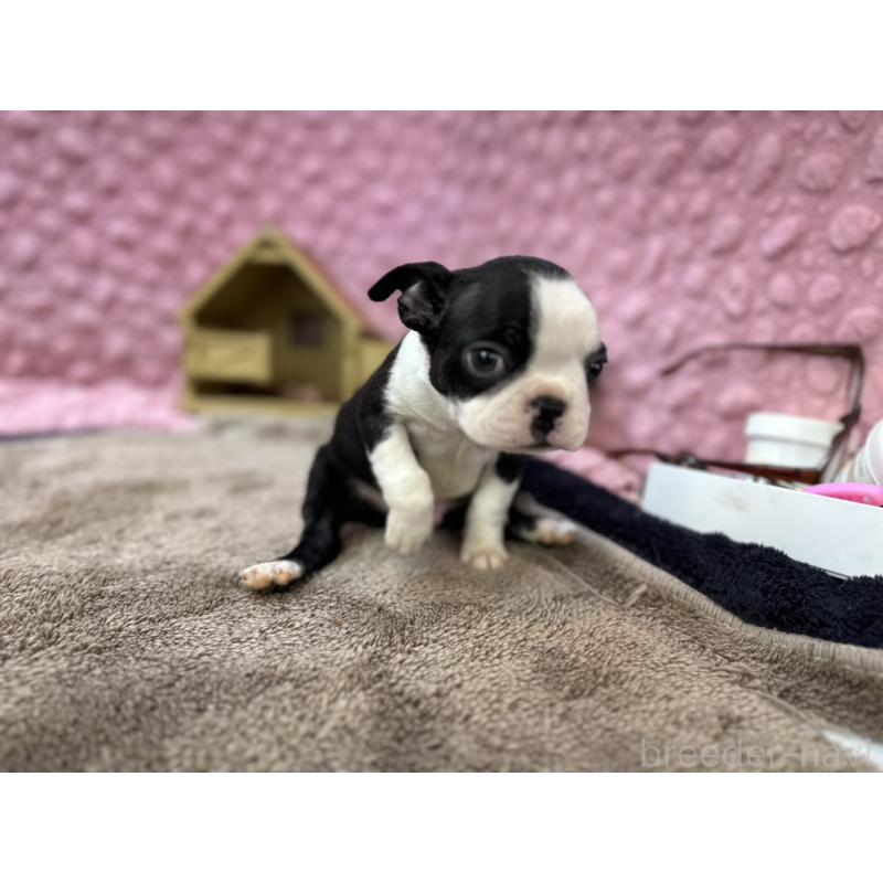 販売中の茨城県のボストンテリア-435618の5枚目