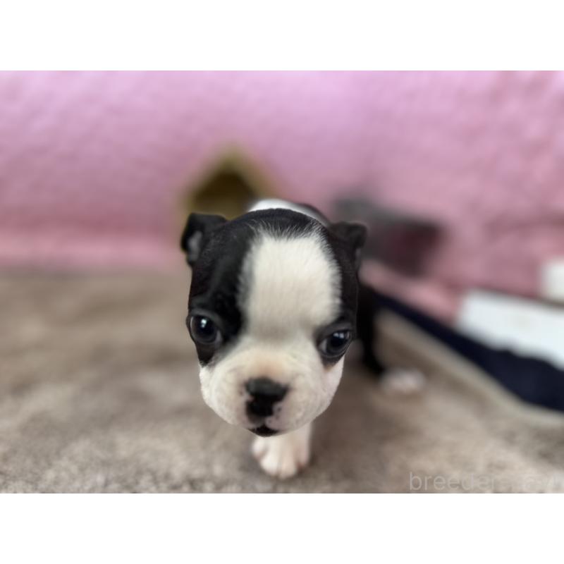 販売中の茨城県のボストンテリア-435618の4枚目