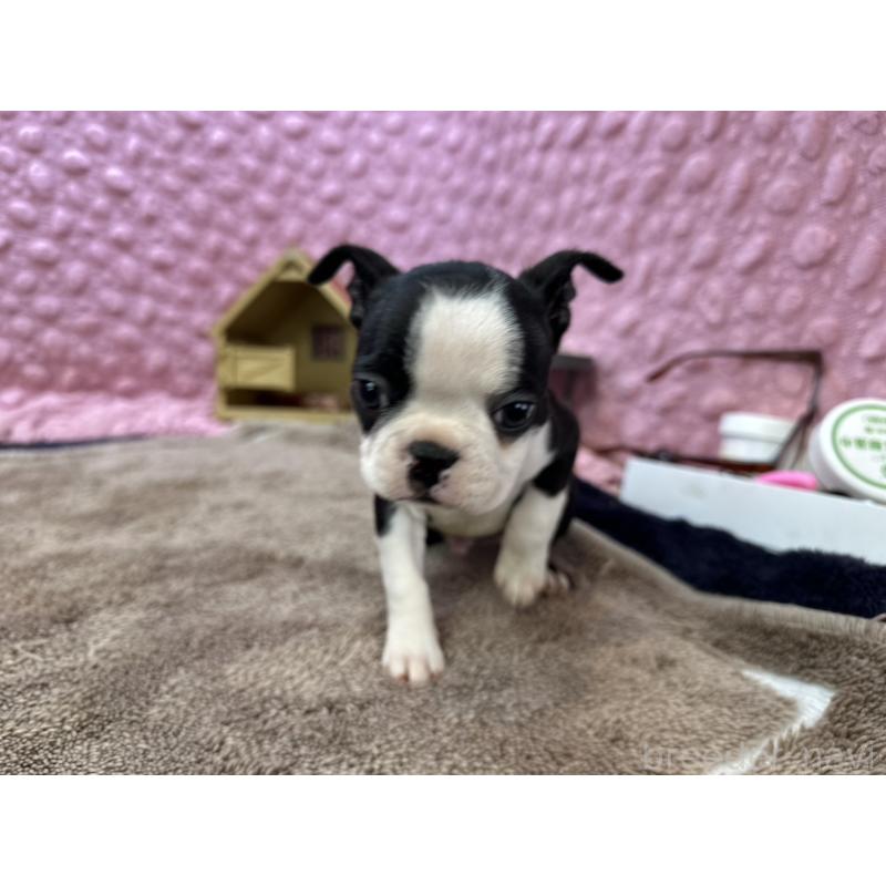 販売中の茨城県のボストンテリア-435618の3枚目