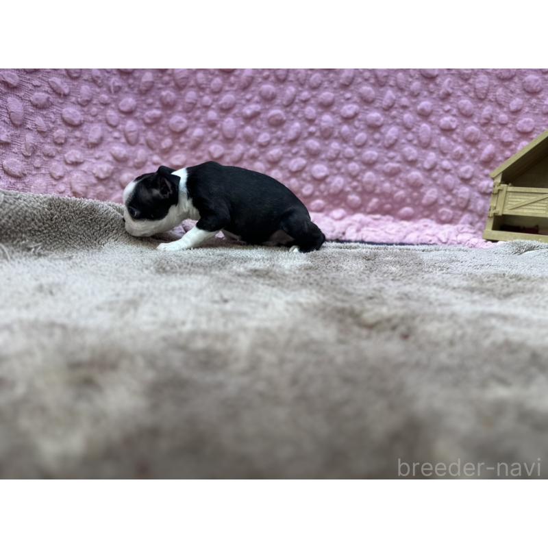 販売中の茨城県のボストンテリア-435618の2枚目