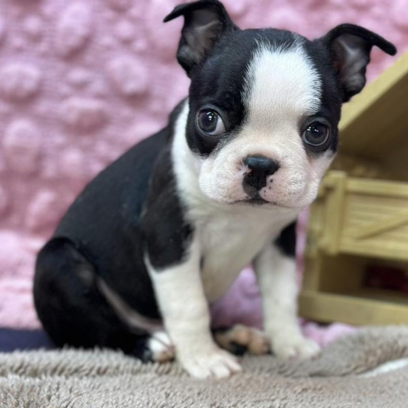 販売中の茨城県のボストンテリア-435618の1枚目