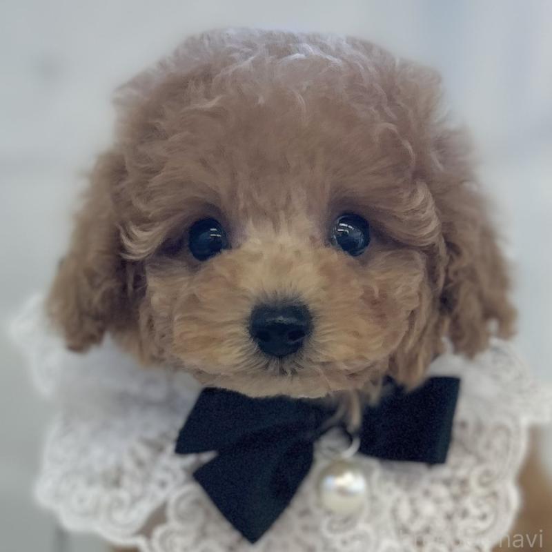 販売中の愛知県のタイニープードル-429317