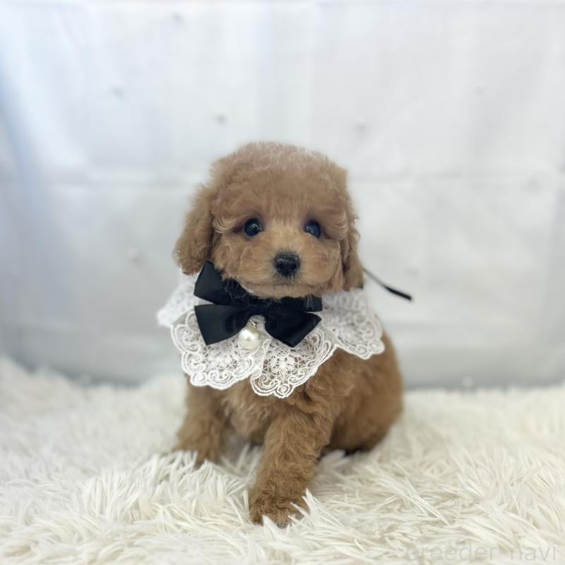 販売中の愛知県のタイニープードル-429317の6枚目