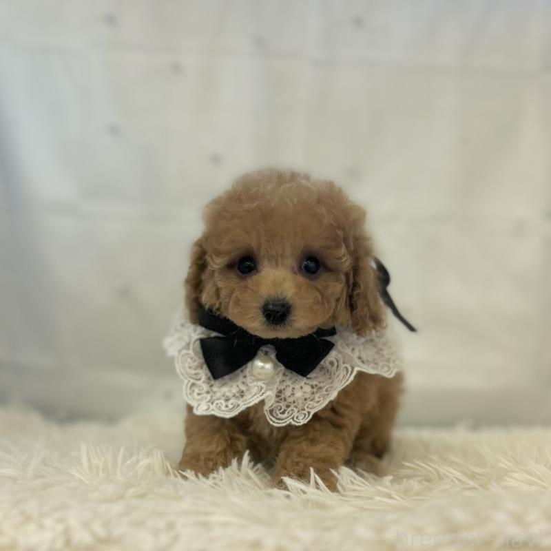 販売中の愛知県のタイニープードル-429317の5枚目