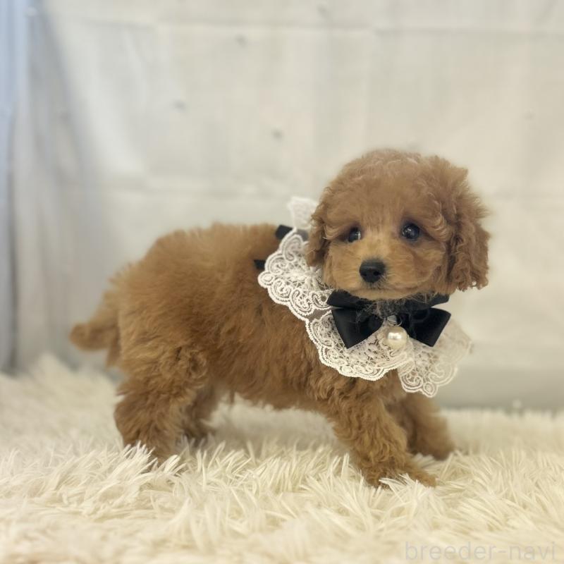 販売中の愛知県のタイニープードル-429317の4枚目