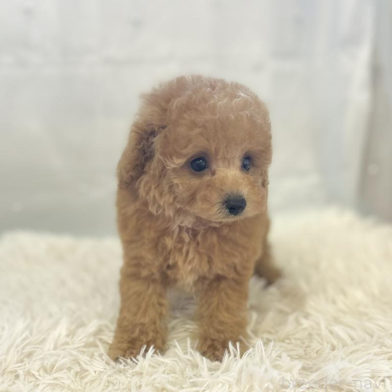 販売中の愛知県のタイニープードル-429317の3枚目