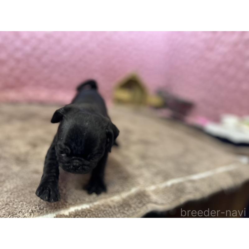 販売中の茨城県のパグ-435619の9枚目