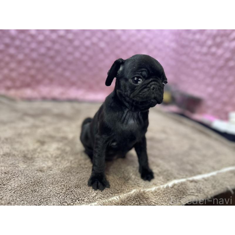 販売中の茨城県のパグ-435619の8枚目