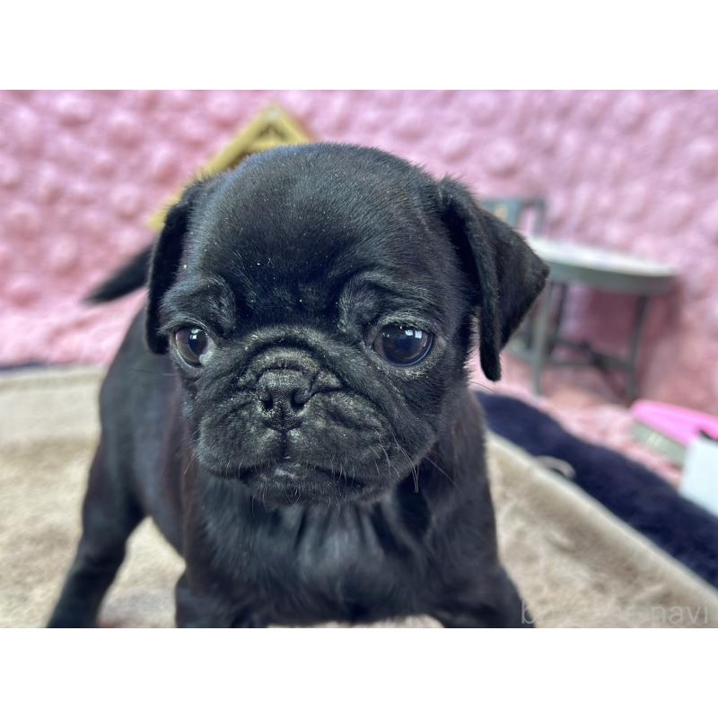 販売中の茨城県のパグ-435619の5枚目