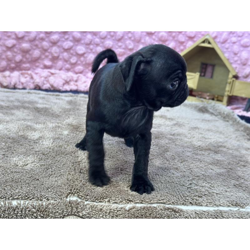 販売中の茨城県のパグ-435619の4枚目