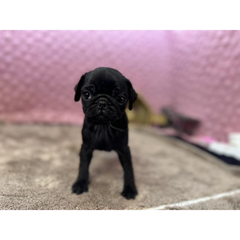 販売中の茨城県のパグ-435619の3枚目