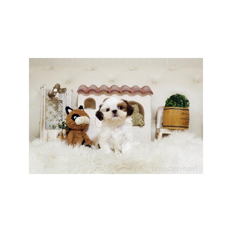 販売中の佐賀県のシーズー-435620の5枚目