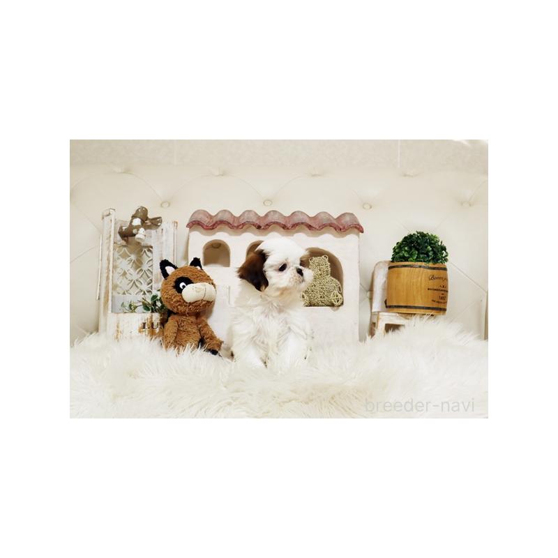 販売中の佐賀県のシーズー-435620の4枚目