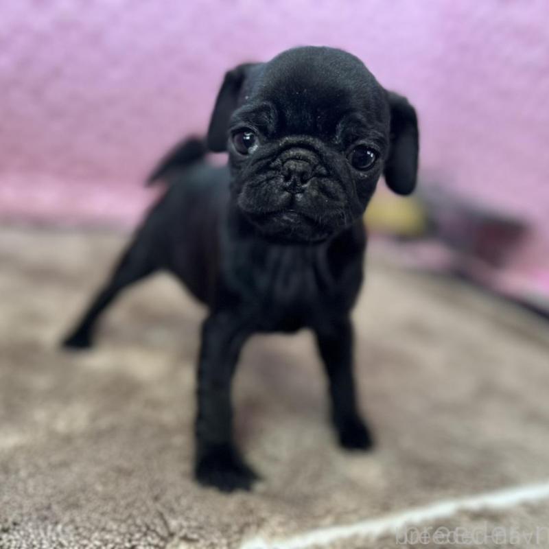 販売中の茨城県のパグ-435619の1枚目