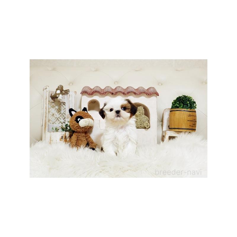 販売中の佐賀県のシーズー-435620の3枚目