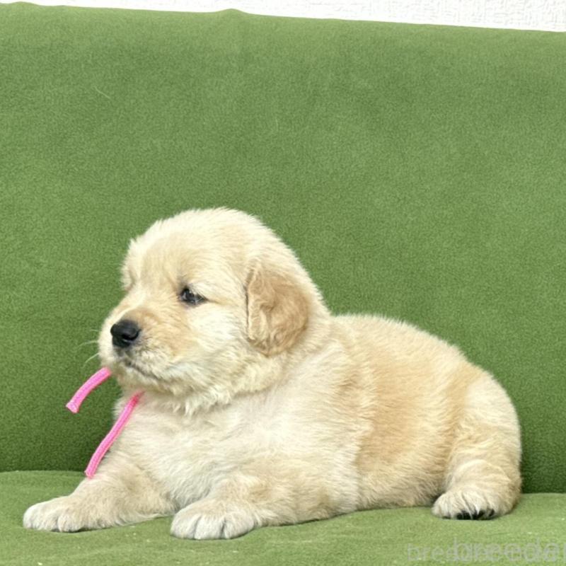 販売中の三重県のゴールデンレトリーバー-435621の5枚目