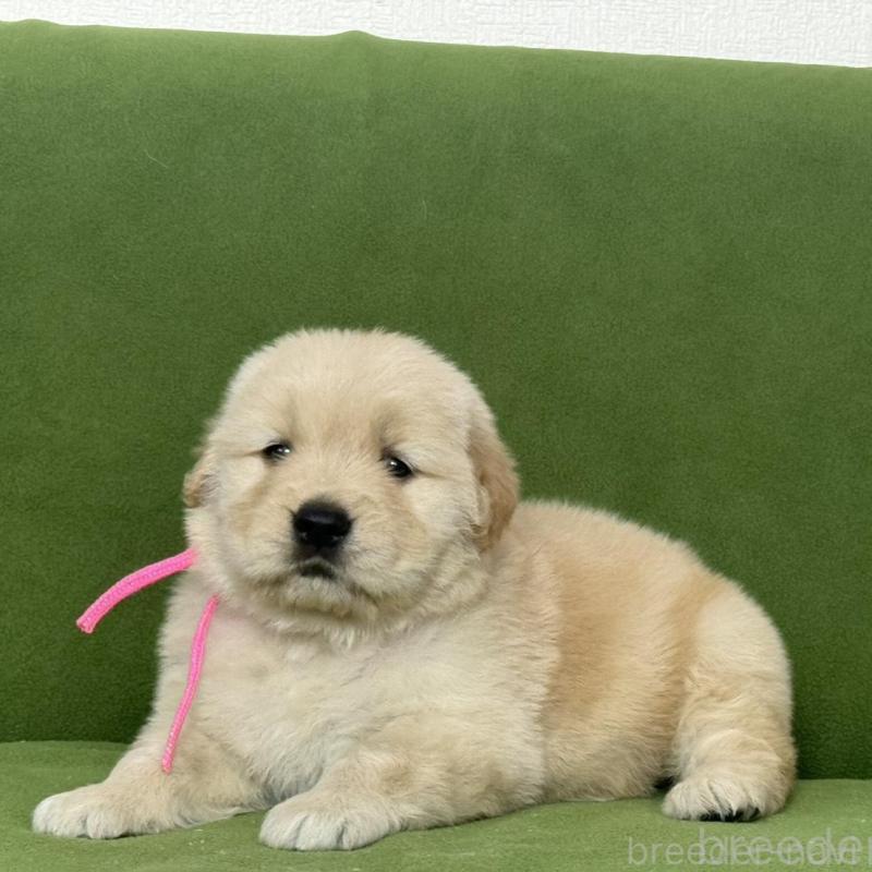 販売中の三重県のゴールデンレトリーバー-435621の4枚目