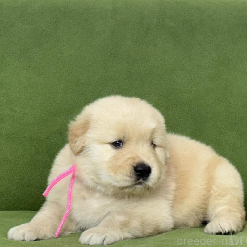 販売中の三重県のゴールデンレトリーバー-435621の3枚目