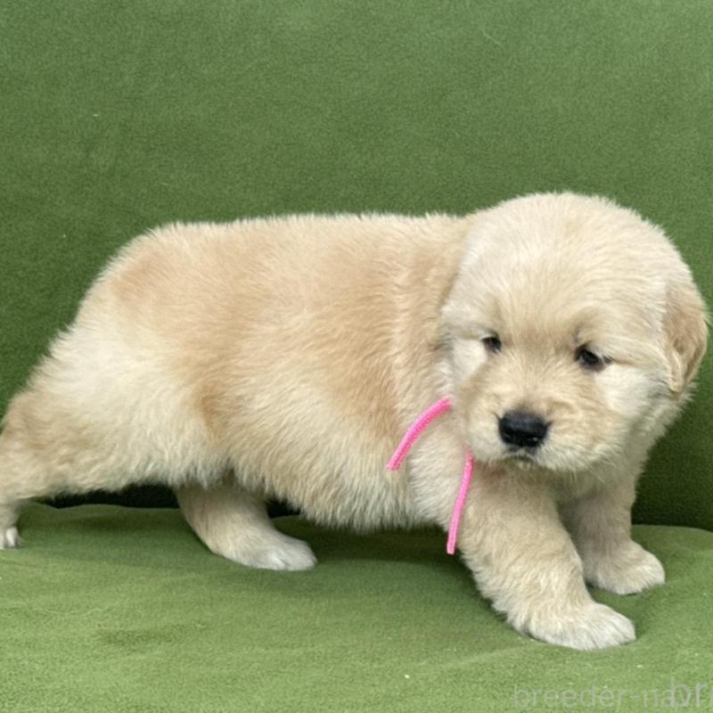 販売中の三重県のゴールデンレトリーバー-435621の2枚目